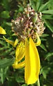 Prairie Coneflower Gall Midge - photo 3