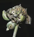 Prairie Coneflower Gall Midge - photo 4
