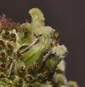 Prairie Coneflower Gall Midge - photo 5