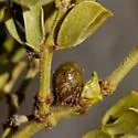 Creosote Resin Gall Midge - photo 3