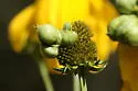 Asphondylia rudbeckiaeconspicua - photo 4