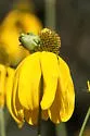 Asphondylia rudbeckiaeconspicua - photo 5