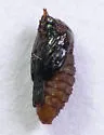 Asphondylia solidaginis