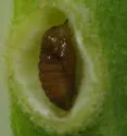 Asphondylia solidaginis - photo 2