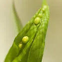Asphondylia solidaginis - photo 3