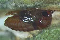 Asphondylia solidaginis - photo 4