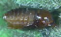 Asphondylia solidaginis - photo 5