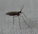 Asphondylia uvarum - photo 4