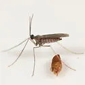 Asphondylia websteri - Asphondylia websteri