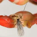 Asphondylia websteri - photo 2