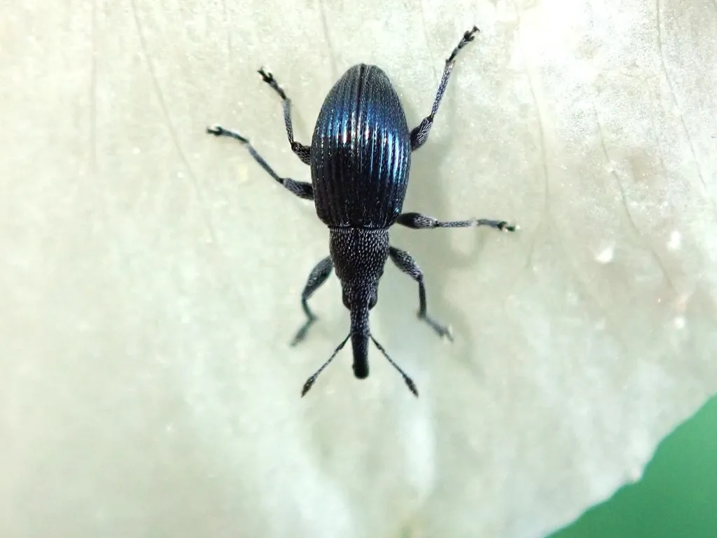 Aspidapion validum - photo 2