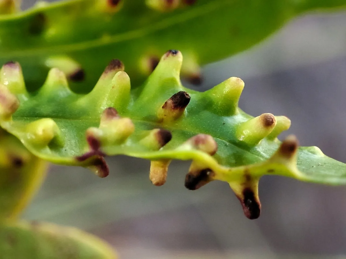 Aspidiotus bornmuelleri - photo 2