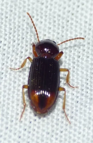 Lesser Tail-light Carabid