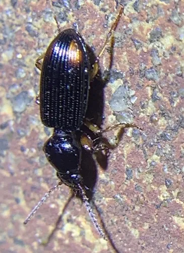 Lesser Tail-light Carabid - photo 2