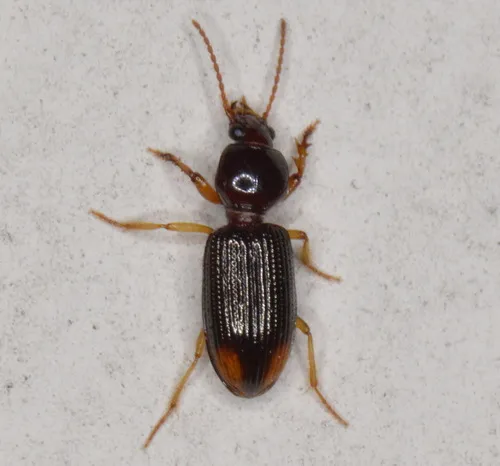 Lesser Tail-light Carabid - photo 3