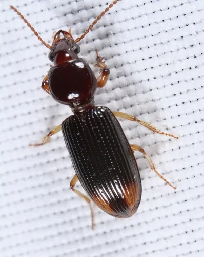 Lesser Tail-light Carabid - photo 4