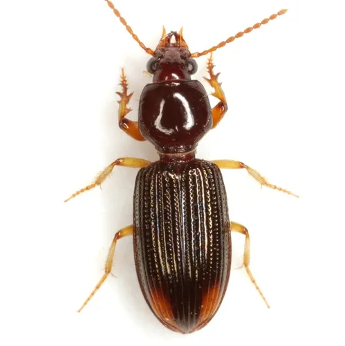 Lesser Tail-light Carabid - photo 5