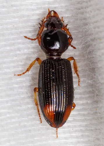 Lesser Tail-light Carabid - photo 6