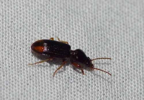 Lesser Tail-light Carabid - photo 7