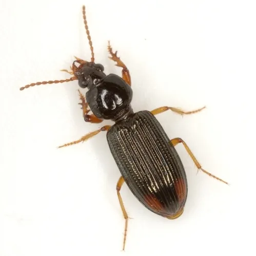 Lesser Tail-light Carabid - photo 8