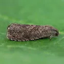 Oriental Fruit Moth - Hodges#3426