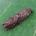 Oriental Fruit Moth - Hodges#3426 - photo 2