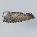 Oriental Fruit Moth - Hodges#3426 - photo 3