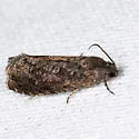 Oriental Fruit Moth - Hodges#3426 - photo 4