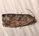 Oriental Fruit Moth - Hodges#3426 - photo 5