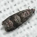 Cherry Fruitworm Moth - Hodges#3428 - Aspila packardi