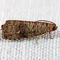 Cherry Fruitworm Moth - Hodges#3428 - photo 2