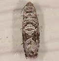 Cherry Fruitworm Moth - Hodges#3428 - photo 3
