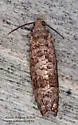 Cherry Fruitworm Moth - Hodges#3428 - photo 5