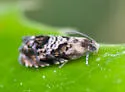 Lesser Appleworm Moth - Hodges#3429