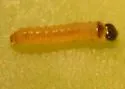 Lesser Appleworm Moth - Hodges#3429 - photo 2