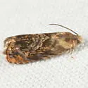 Lesser Appleworm Moth - Hodges#3429 - photo 3