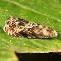 Lesser Appleworm Moth - Hodges#3429 - photo 4