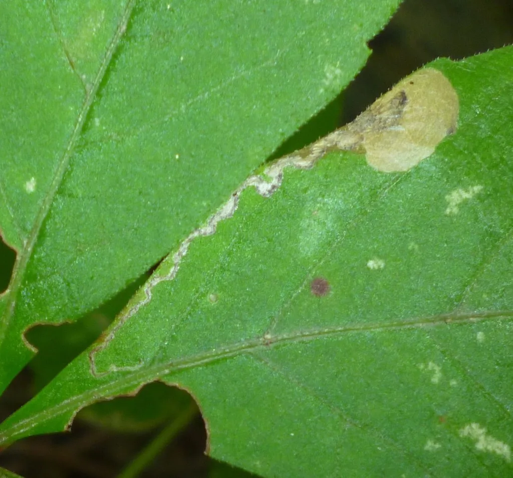 Aspilanta ampelopsifoliella - Hodges#0240 - photo 2