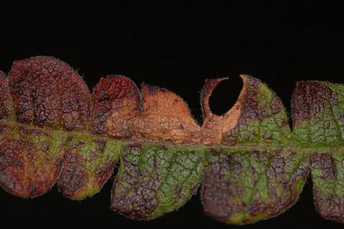 Aspilanta argentifera - Hodges#0242