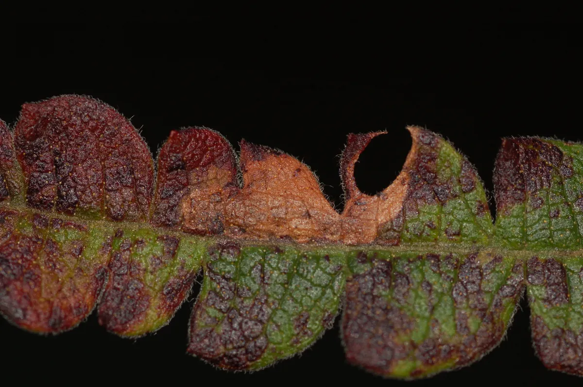 Aspilanta argentifera - Hodges#0242 - photo 2