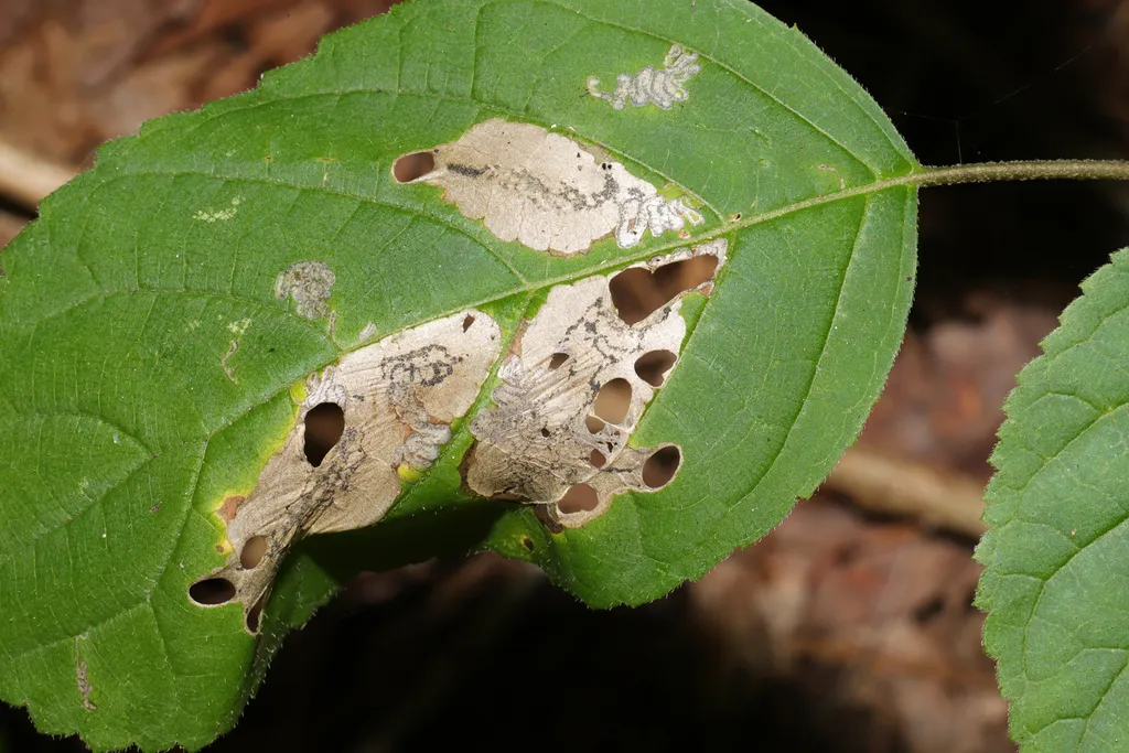 Aspilanta hydrangaeella - Hodges#0243