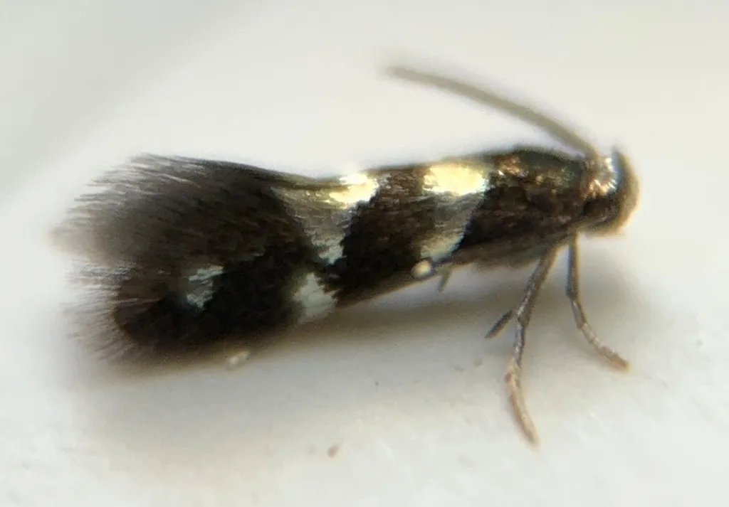 Aspilanta oinophylla - Hodges#0240.1