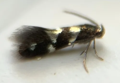 Aspilanta oinophylla - Hodges#0240.1 - photo 3