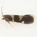 Aspilanta viticordifoliella - Hodges#0237