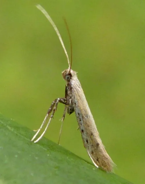 Aspilapteryx tringipennella