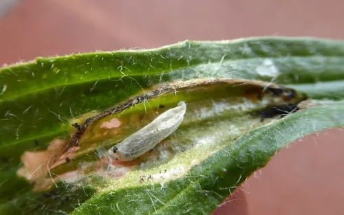 Aspilapteryx tringipennella - photo 2