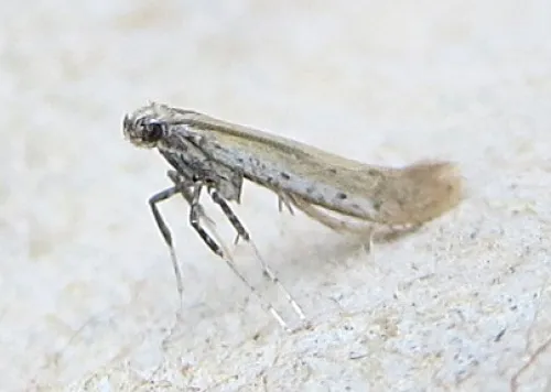 Aspilapteryx tringipennella - photo 3