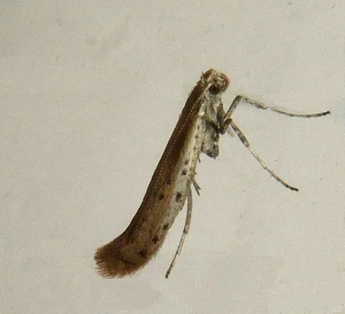 Aspilapteryx tringipennella - photo 4