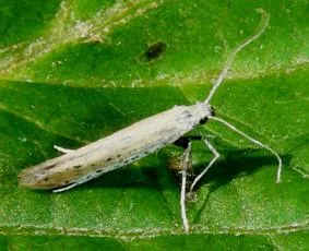Aspilapteryx tringipennella - photo 5