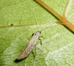 Aspilapteryx tringipennella - photo 6